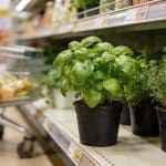 Acheter du basilic en pot au supermarché, l'erreur qui coûte 40€ par an sans que personne ne s'en rende compte