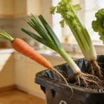 Ces 4 légumes qui repoussent à l'infini à partir d'un fond de poubelle de cuisine